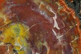 Vibrant, Polished Petrified Wood Slab - Arizona #162858-1